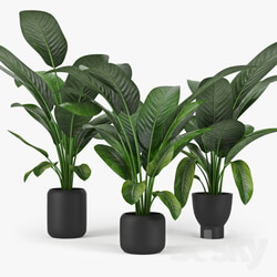 Plant - Tropical Palm 