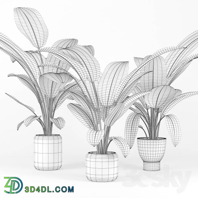 Plant - Tropical Palm