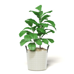 CGaxis Vol111 (12) fig plant 
