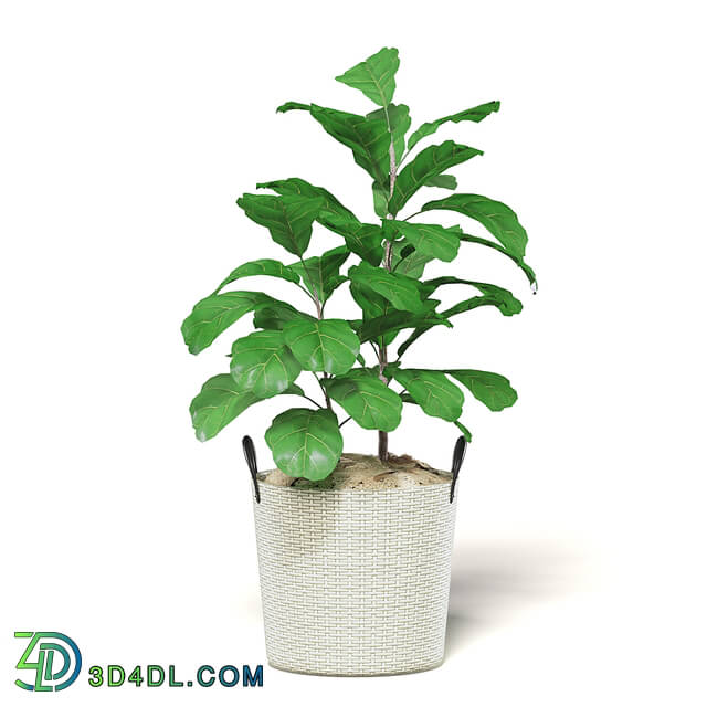 CGaxis Vol111 (12) fig plant