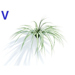 Maxtree-Plants Vol04 Chlorophytum comosum 06 