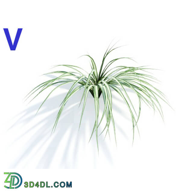 Maxtree-Plants Vol04 Chlorophytum comosum 06