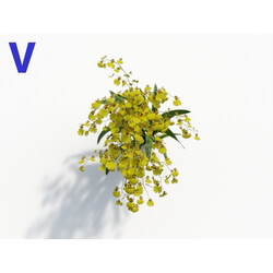 Maxtree-Plants Vol08 Orchid Oncidium Yellow 06 