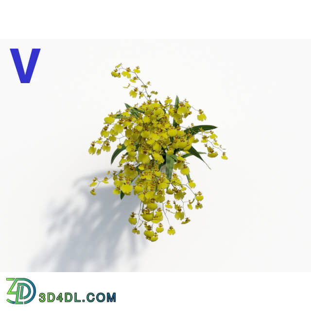 Maxtree-Plants Vol08 Orchid Oncidium Yellow 06