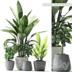 Plant - Plants 176 