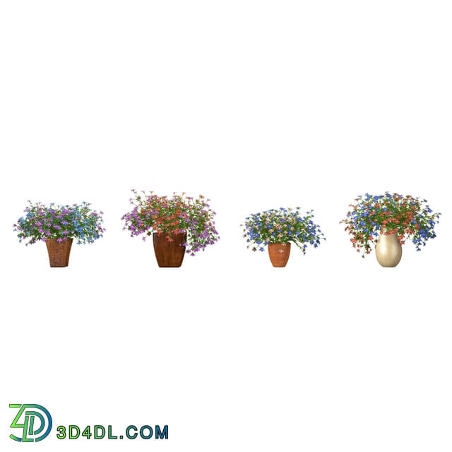 3dMentor HQFlowers3 lobelia erinus (03)