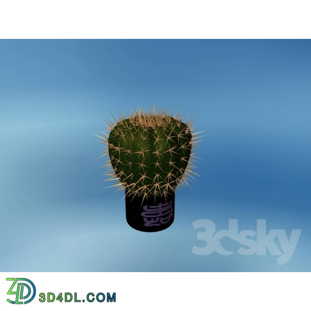 Plant - Cactus