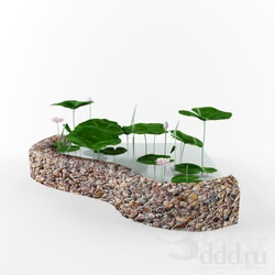 Plant - lotus pond 