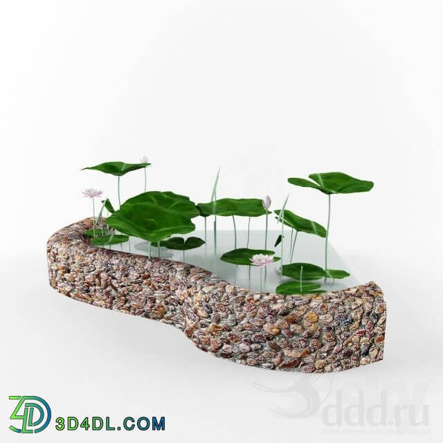 Plant - lotus pond