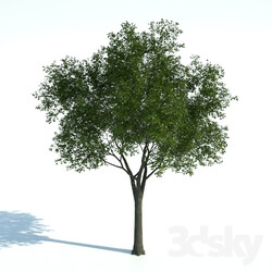 Plant - Tree 01 
