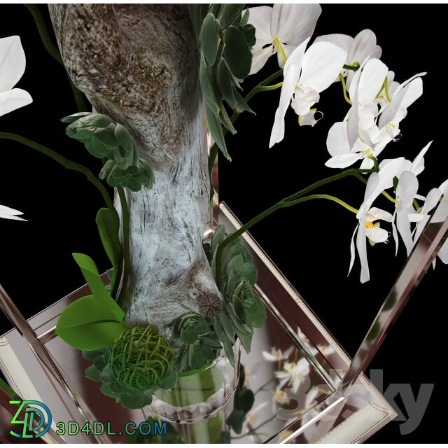 Plant - Orchid ART EDGE
