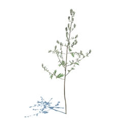 ArchModels Vol124 (040) Artemisia Vulgaris v1 