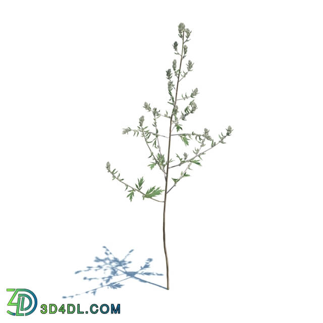 ArchModels Vol124 (040) Artemisia Vulgaris v1