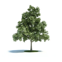 ArchModels Vol61 (039) Quercus petraea  