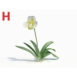 Maxtree-Plants Vol08 Orchid Paphiopedilum Green 01 