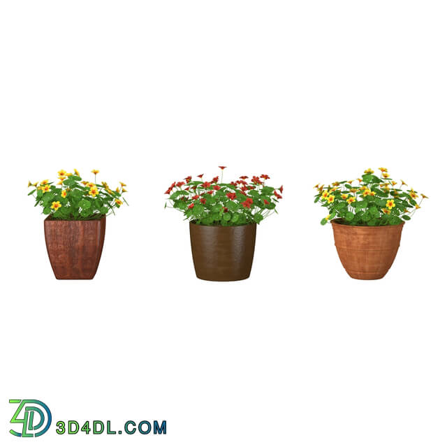 3dMentor HQFlowers3 nasturtium (01)