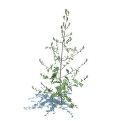 ArchModels Vol124 (041) Artemisia Vulgaris v2 