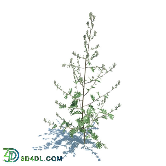 ArchModels Vol124 (041) Artemisia Vulgaris v2