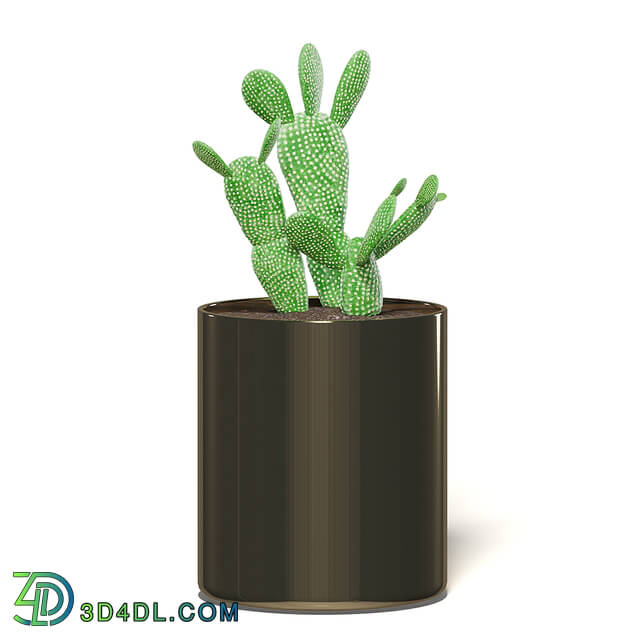 CGaxis Vol111 (14) cactus in metal pot