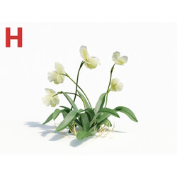Maxtree-Plants Vol08 Orchid Paphiopedilum Green 02 
