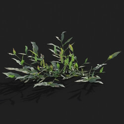 Maxtree-Plants Vol21 Oplismenus compositus 01 07 