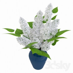 Plant - Bouquet of white lilac 