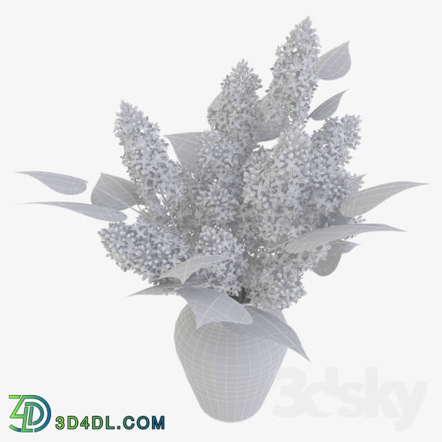 Plant - Bouquet of white lilac