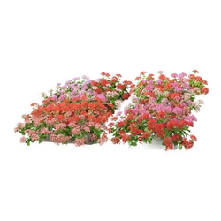 3dMentor HQFlowers3 pelargonium (01) 