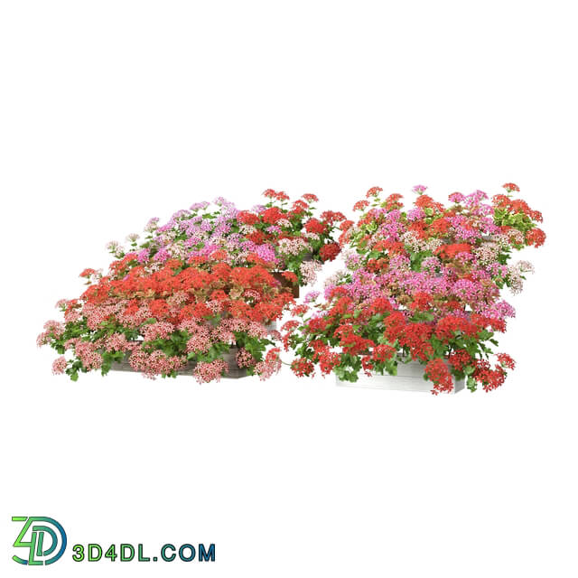 3dMentor HQFlowers3 pelargonium (01)