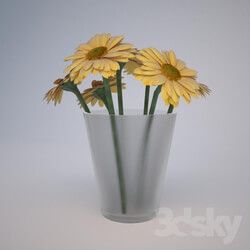 Plant - Gerbera 