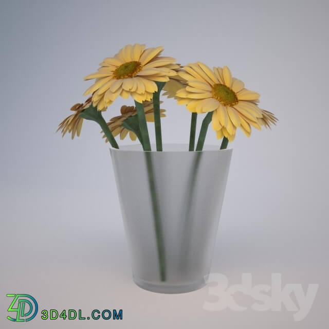 Plant - Gerbera