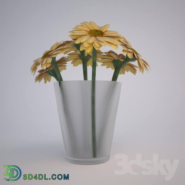 Plant - Gerbera