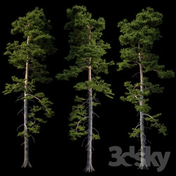 Plant - European pine 