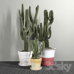 Plant - Set of Three Cactuses Carnegiea 