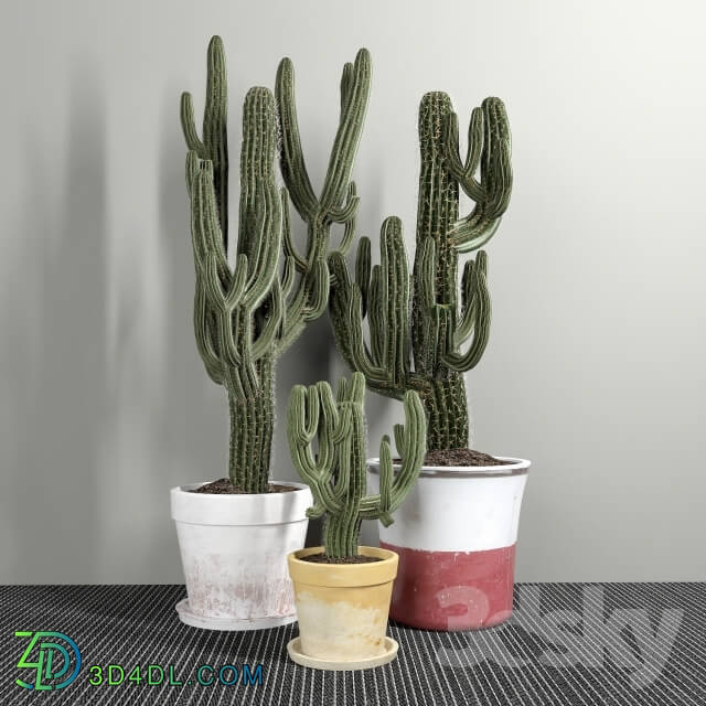 Plant - Set of Three Cactuses Carnegiea