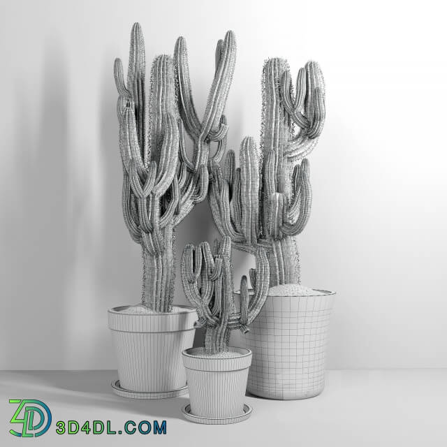 Plant - Set of Three Cactuses Carnegiea