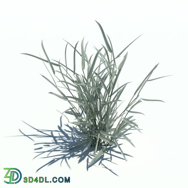 ArchModels Vol126 (074) Phalaris arundinacea v2