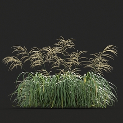 Maxtree-Plants Vol20 Miscanthus flavidus 01 08 