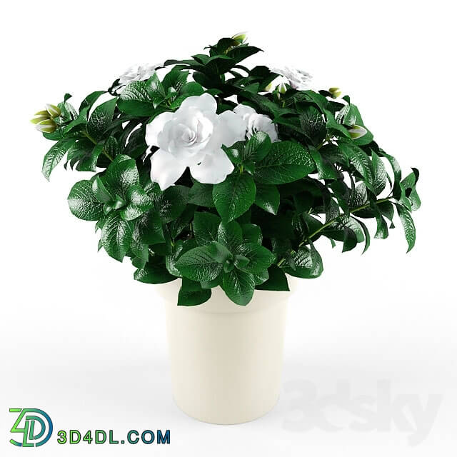 Plant - Gardenia_Jasminoides