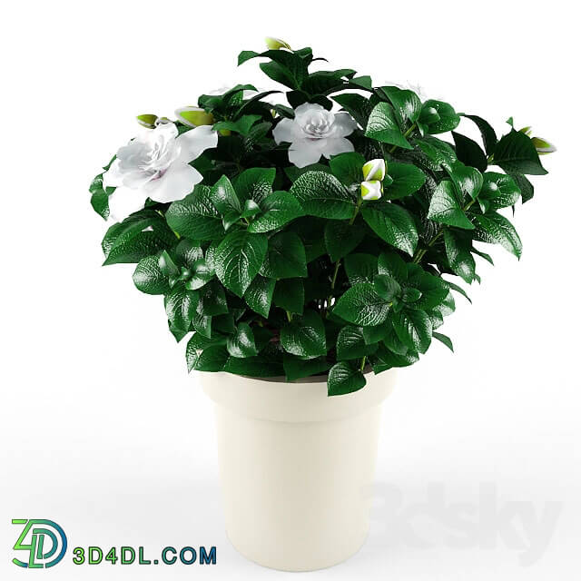 Plant - Gardenia_Jasminoides