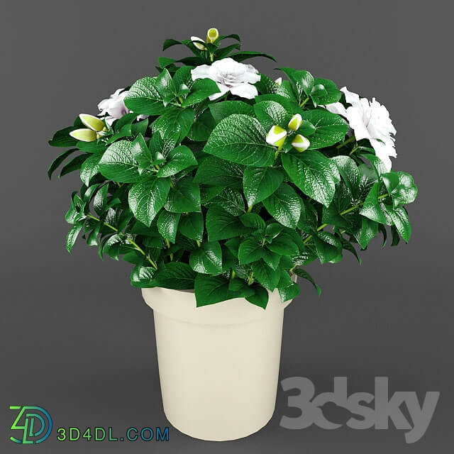 Plant - Gardenia_Jasminoides