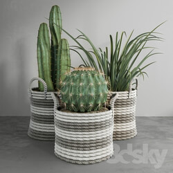 Plant - Cactus set 