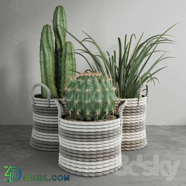 Plant - Cactus set