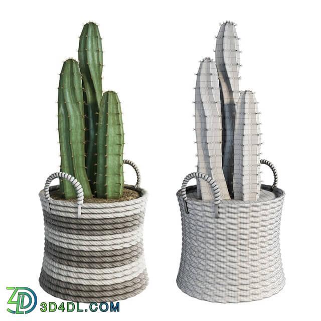 Plant - Cactus set