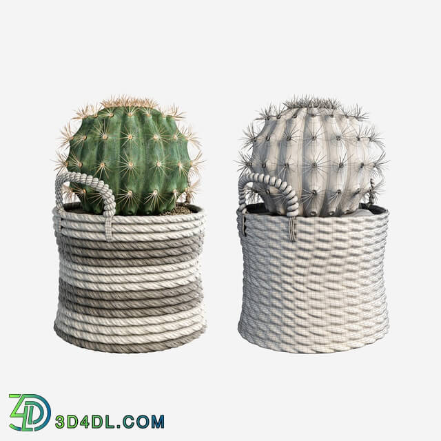 Plant - Cactus set