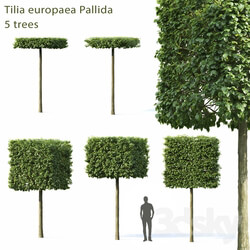 Tree - Lime-tree European Pallida _ 1 