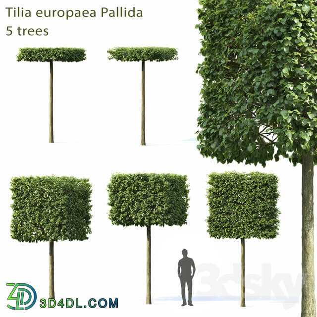 Tree - Lime-tree European Pallida _ 1