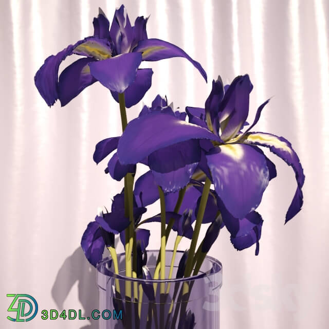 Plant - Irises