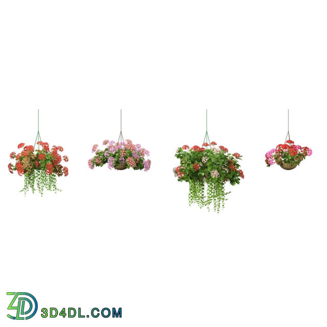 3dMentor HQFlowers3 pelargonium (02)