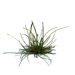 ArchModels Vol124 (043) simple grass v1 